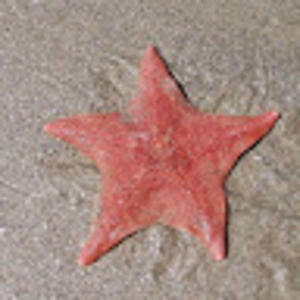 Meet your Posher, Kira